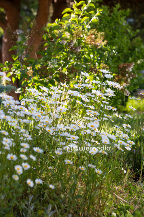 Leucanthemum vulgare - Ox-eye daisy (108275)