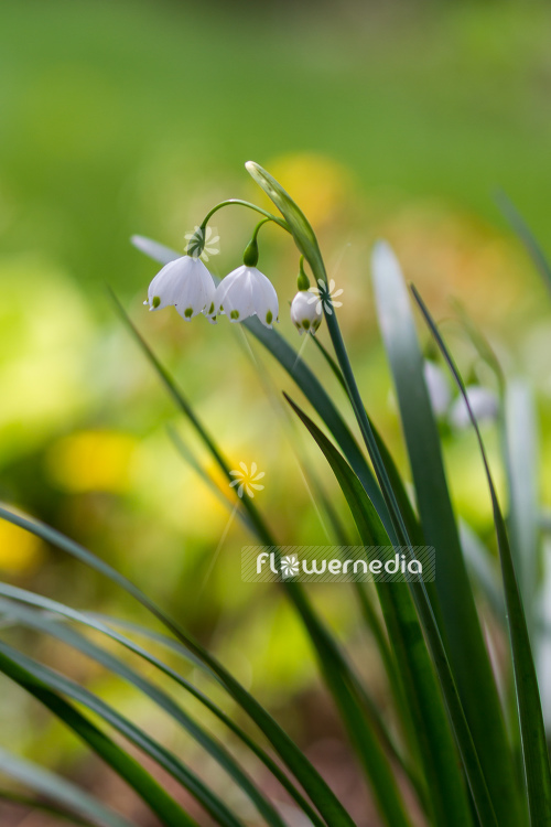 Leucojum aestivum - Summer snowflake (105491)