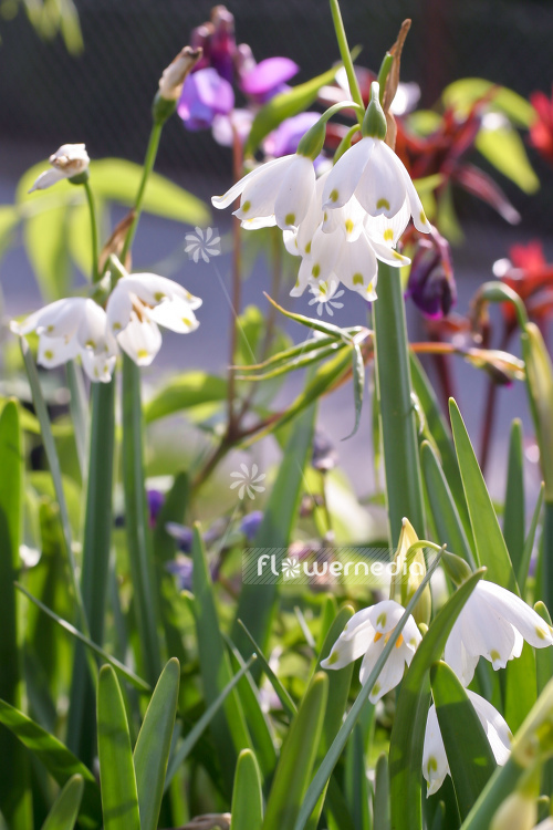 Leucojum aestivum - Summer snowflake (106016)