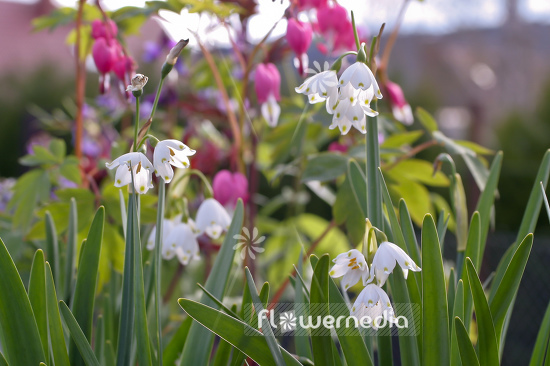 Leucojum aestivum - Summer snowflake (106019)