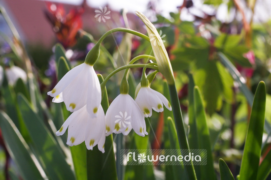 Leucojum aestivum - Summer snowflake (106020)