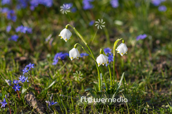 Leucojum vernum - Spring snowflake (103914)
