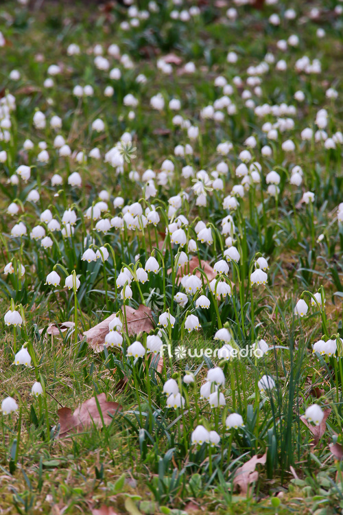 Leucojum vernum - Spring snowflake (103915)