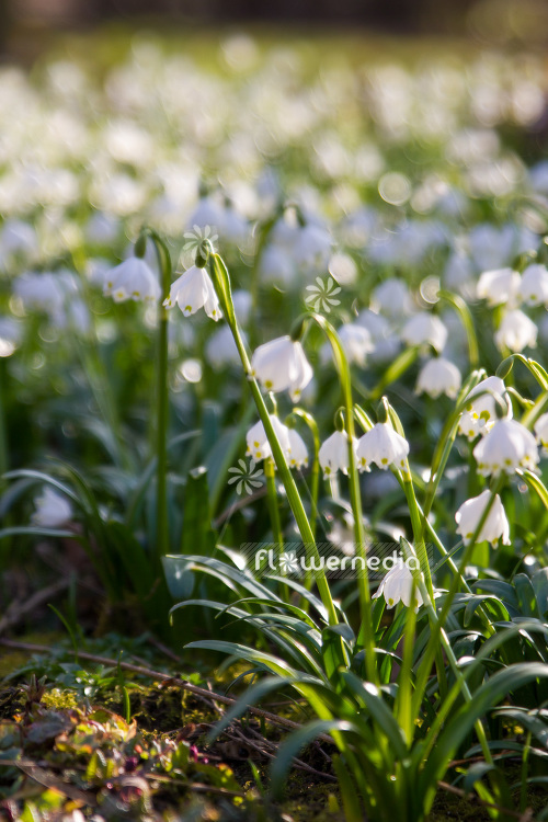 Leucojum vernum - Spring snowflake (103917)