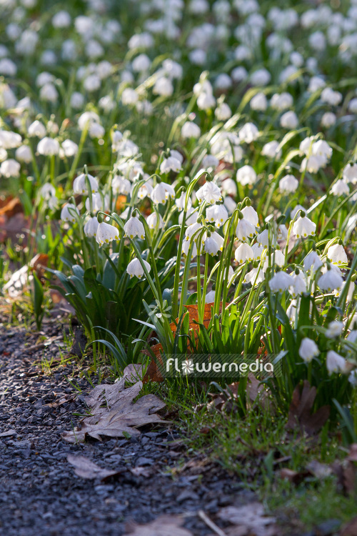 Leucojum vernum - Spring snowflake (103920)