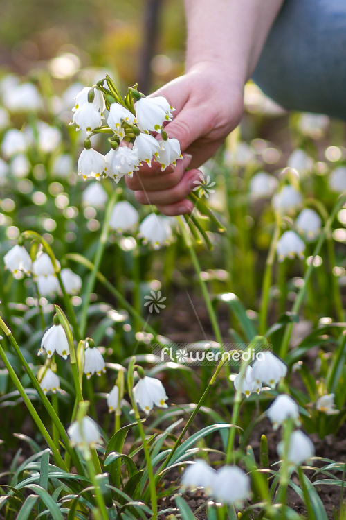 Leucojum vernum - Spring snowflake (105494)