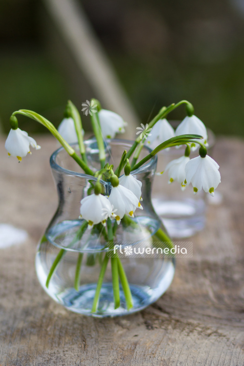 Leucojum vernum - Spring snowflake (105495)