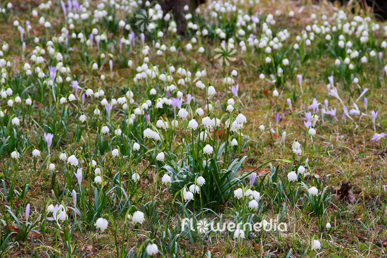 Leucojum vernum - Spring snowflake (105496)