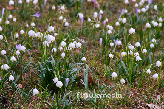 Leucojum vernum - Spring snowflake (105497)