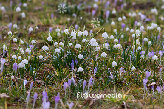 Leucojum vernum - Spring snowflake (105498)