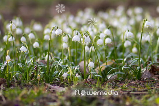 Leucojum vernum - Spring snowflake (105499)