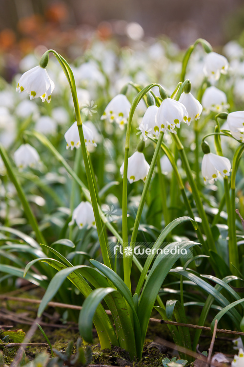 Leucojum vernum - Spring snowflake (105500)