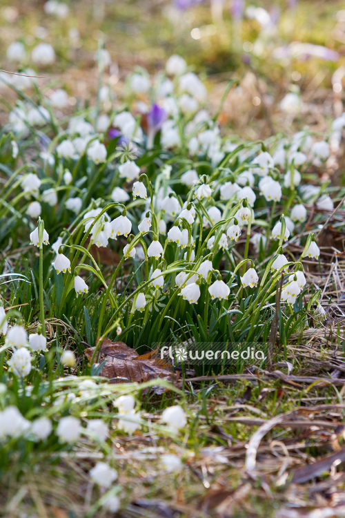Leucojum vernum - Spring snowflake (105501)
