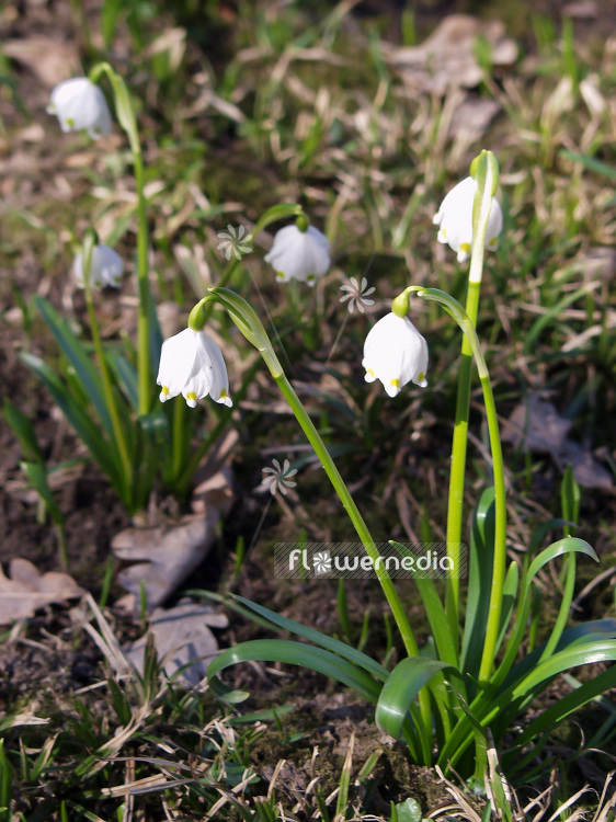 Leucojum vernum - Spring snowflake (106011)
