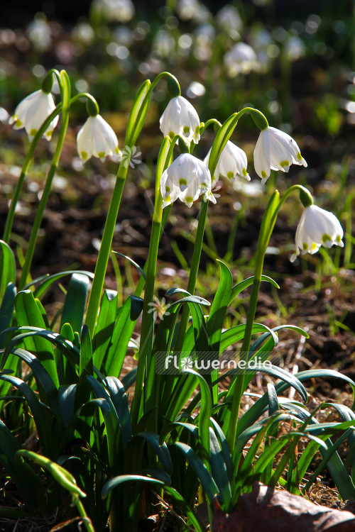 Leucojum vernum - Spring snowflake (106021)
