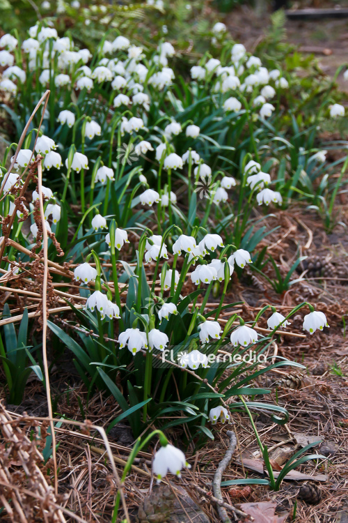 Leucojum vernum - Spring snowflake (106022)