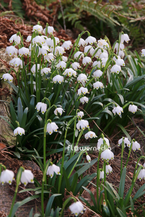 Leucojum vernum - Spring snowflake (106023)