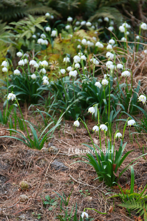Leucojum vernum - Spring snowflake (106024)