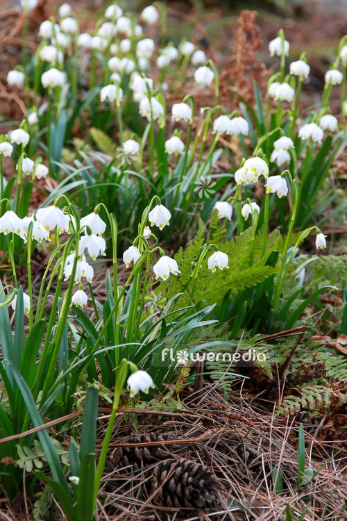 Leucojum vernum - Spring snowflake (106026)