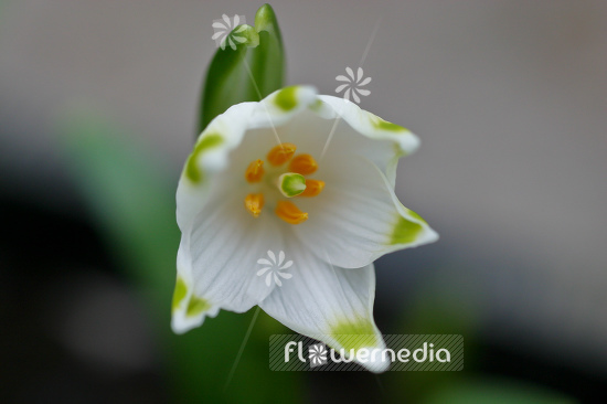 Leucojum vernum - Spring snowflake (106028)