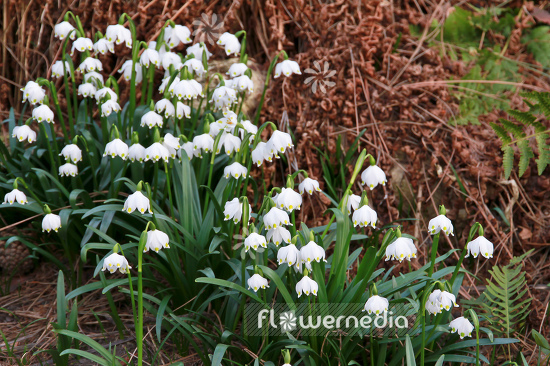 Leucojum vernum - Spring snowflake (106031)