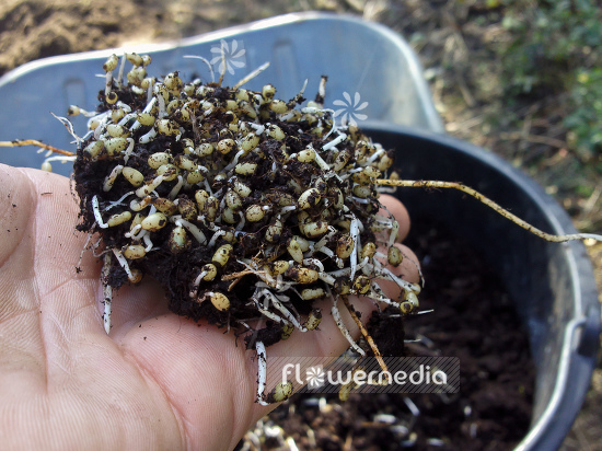 Leucojum vernum - Spring snowflake (106032)