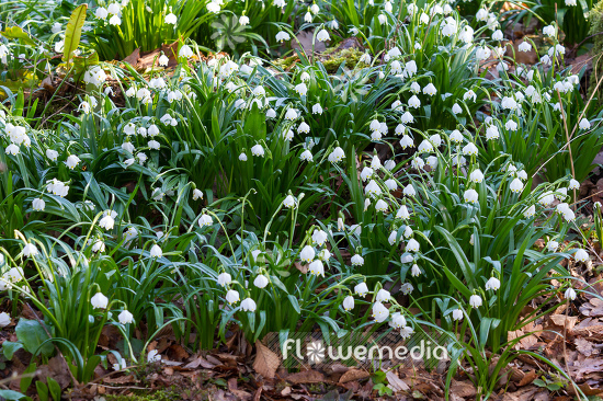 Leucojum vernum - Spring snowflake (106033)