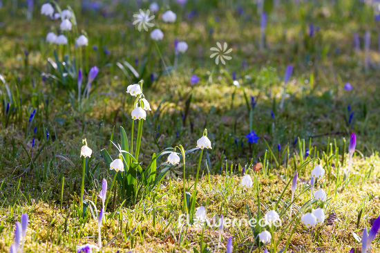 Leucojum vernum - Spring snowflake (106034)