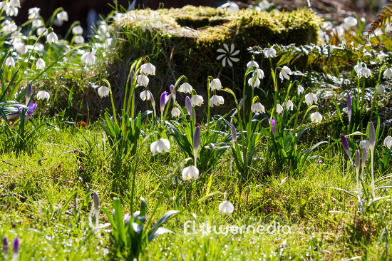 Leucojum vernum - Spring snowflake (106035)