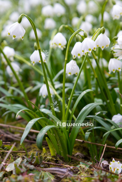 Leucojum vernum - Spring snowflake (106037)