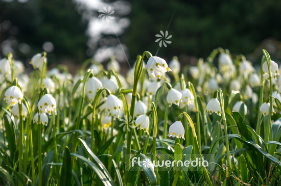 Leucojum vernum - Spring snowflake (106039)