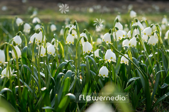 Leucojum vernum - Spring snowflake (106040)