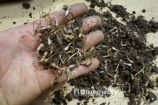 Leucojum vernum - Spring snowflake (106041)