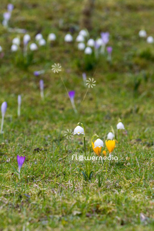 Leucojum vernum var. carpathicum - Spring snowflake (105503)