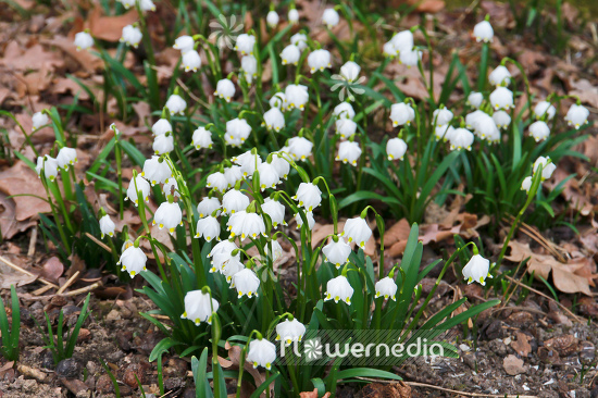 Leucojum vernum var. carpathicum - Spring snowflake (106042)