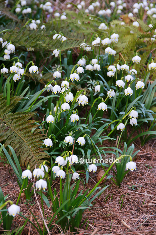 Leucojum vernum var. carpathicum - Spring snowflake (106043)