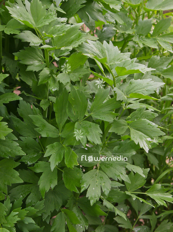 Levisticum officinale - Lovage (101221)