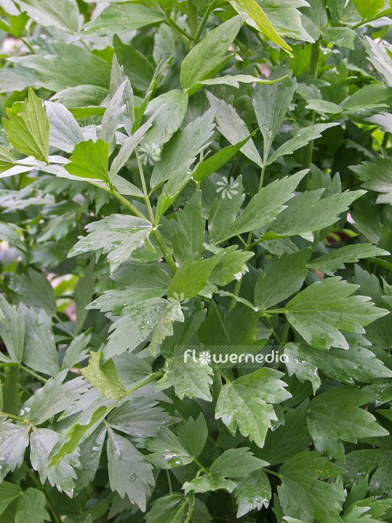 Levisticum officinale - Lovage (101222)