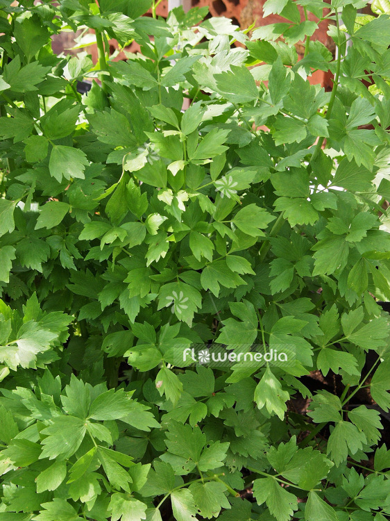Levisticum officinale - Lovage (101223)