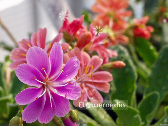 Lewisia cotyledon - Siskiyou lewisia (101226)