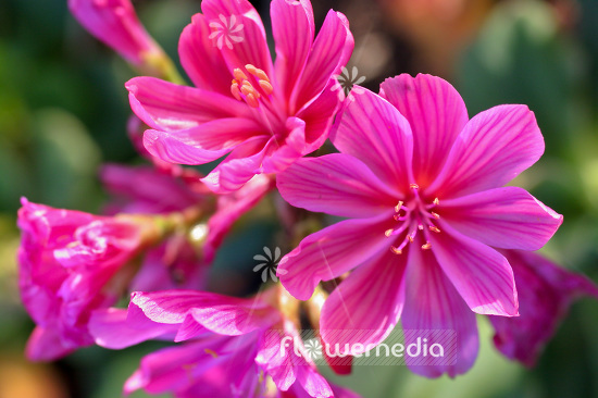 Lewisia cotyledon - Siskiyou lewisia (103923)