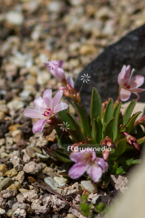 Lewisia 'Pinkie' - Bitter root (103924)