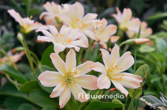 Lewisia tweedyi - Tweedy lewisia (103926)