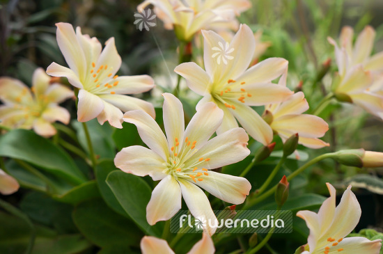Lewisia tweedyi - Tweedy lewisia (103927)