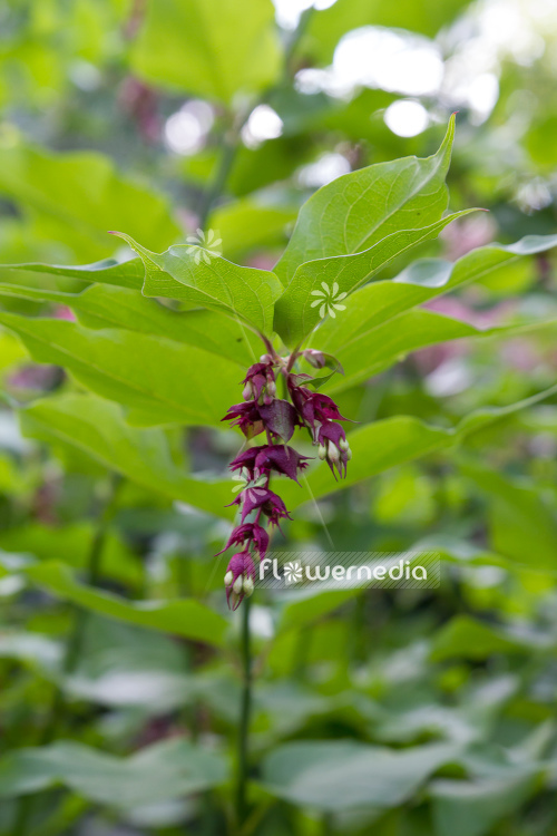 Leycesteria formosa - Himalayan honeysuckle (105692)