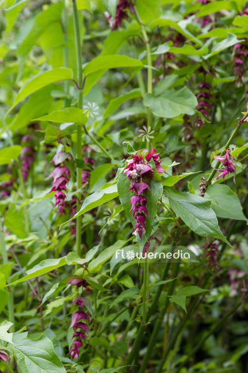 Leycesteria formosa - Himalayan honeysuckle (105697)