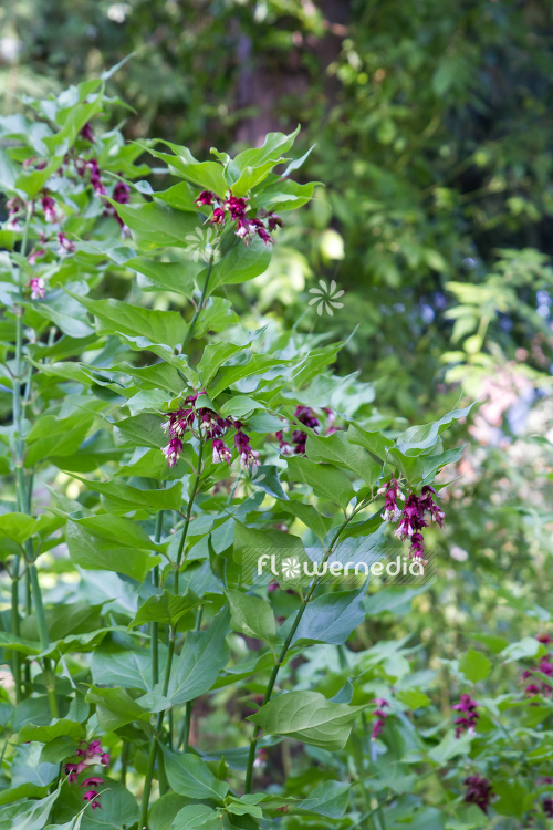 Leycesteria formosa - Himalayan honeysuckle (105699)