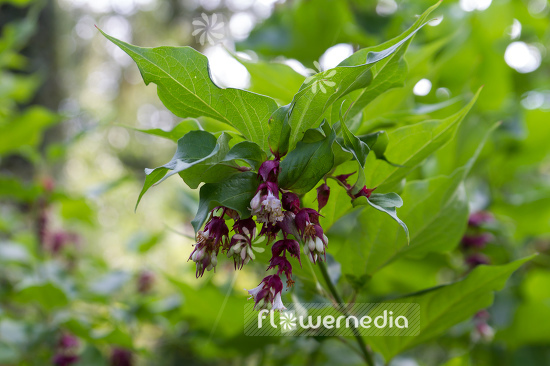 Leycesteria formosa - Himalayan honeysuckle (105700)