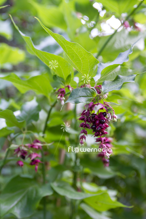 Leycesteria formosa - Himalayan honeysuckle (105702)