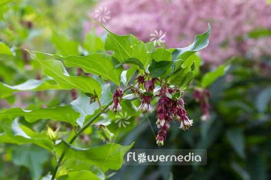 Leycesteria formosa - Himalayan honeysuckle (105703)